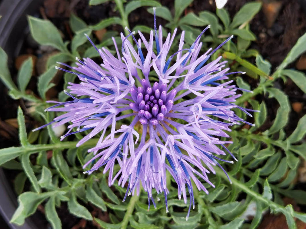 Carduncellus mitissimus 5